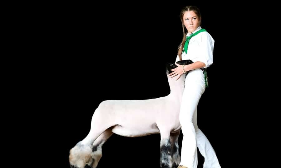 Free Sheep Course & Champion’s Feeding Formula Ebook